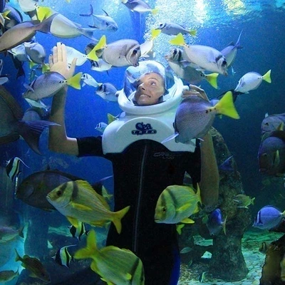 Delphinus Premium: Dolphin Interaction in Aquarium with Transportation