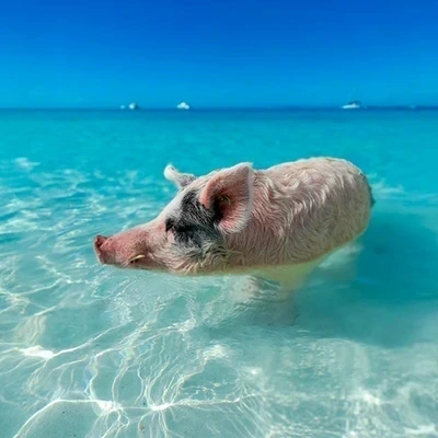 Exuma Island Hopping and Swimming Pigs Tour with Transfer and Lunch