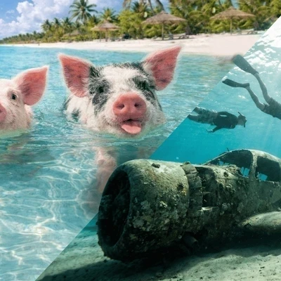 Exuma Island Excursion: Swimming Pigs, Sharks, Allen’s Cay & Pablo Escobar’s Sunken Plane