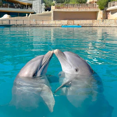 Dolphin Encounter at Ocean World: with Lunch and Transportation
