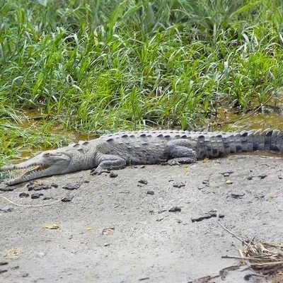 Wildlife Boat Safari at Palo Verde National Park with Transportation