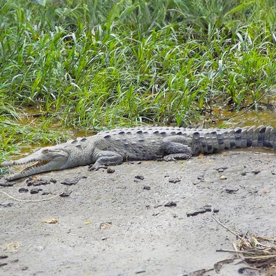 Wildlife Boat Safari at Palo Verde National Park with Transportation