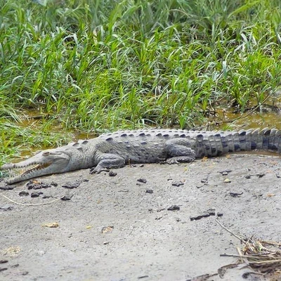 Wildlife Boat Safari at Palo Verde National Park with Transportation