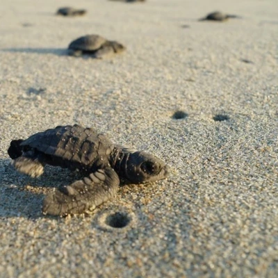 Turtle Release Experience with Drinks