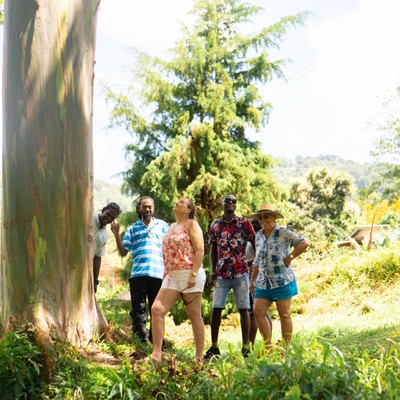 Grand Etang Rainforest - Hike and Swim with Transportation