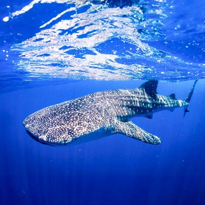 Whale Shark Expedition and Playa Norte Visit with Transportation